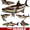 Cobia
