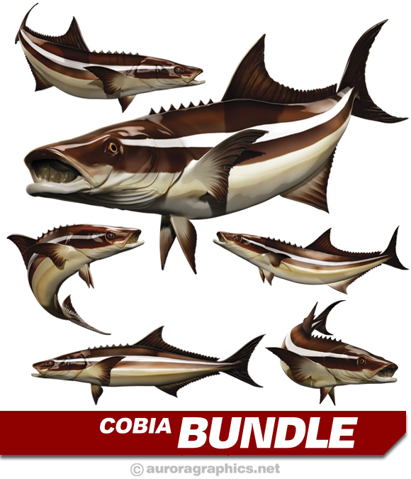 Cobia
