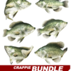 Crappie