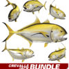 Crevalle Jack