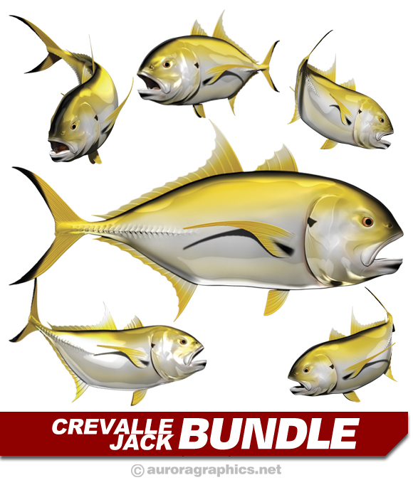 Crevalle Jack