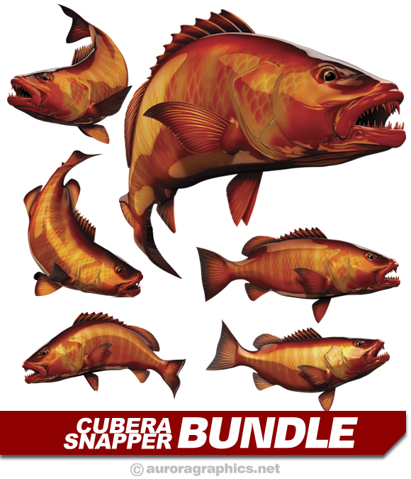 Cubera Snapper