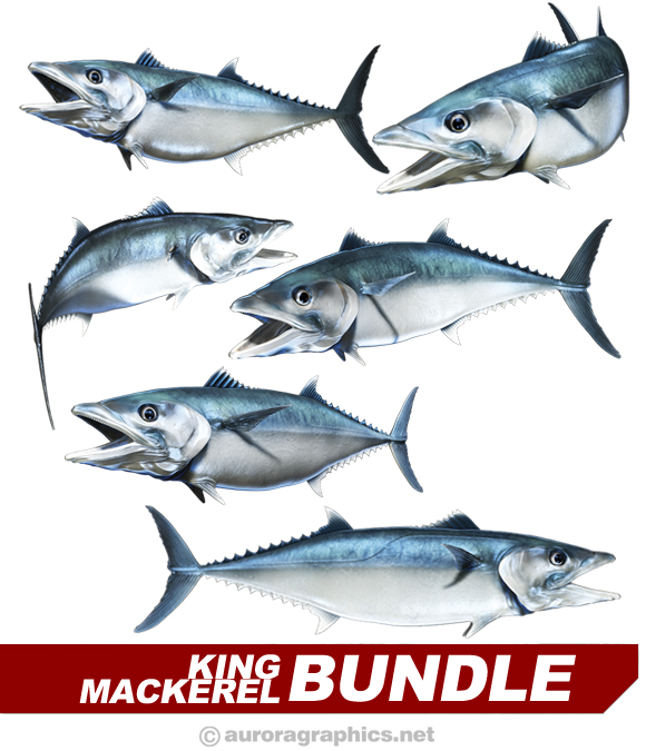 King Mackerel