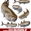 King Threadfin