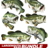 Largemouth Bass