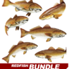 Redfish