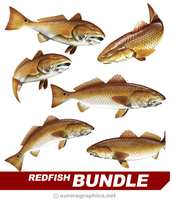 Redfish