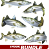 Snook