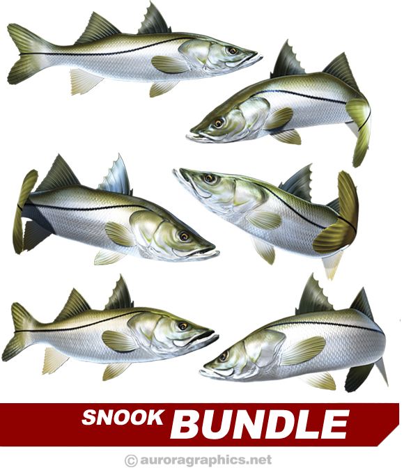 Snook