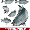 Striped Bass