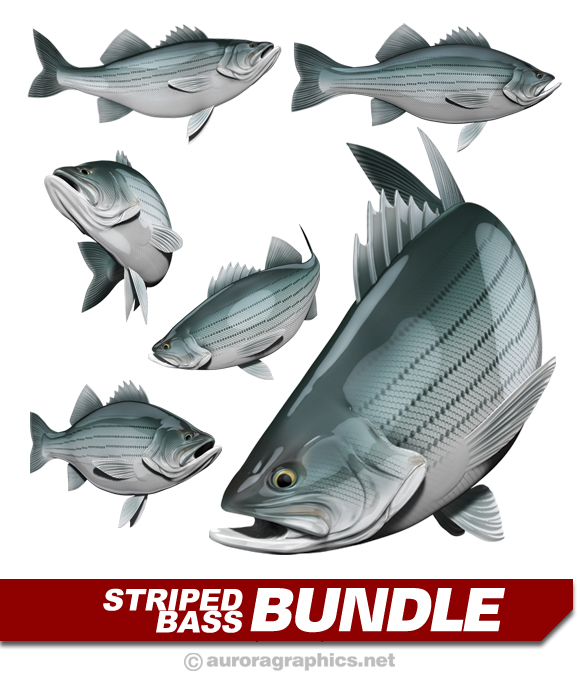Striped Bass