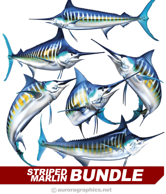 Striped Marlin
