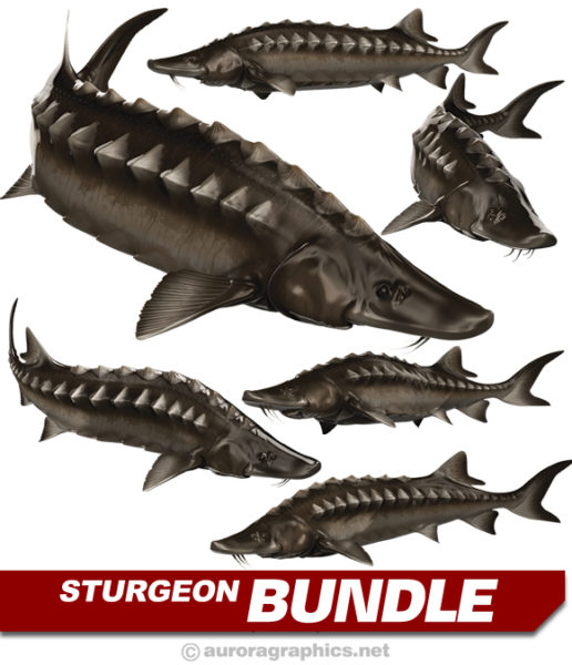 Sturgeon