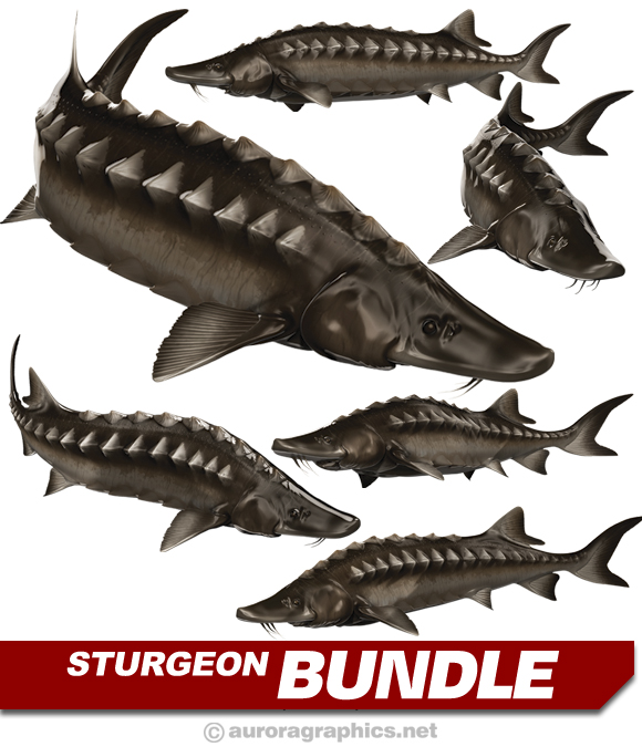 Sturgeon