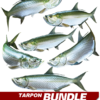 Tarpon