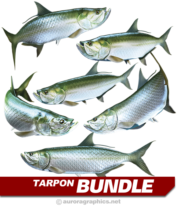 Tarpon