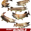 Tiger Musky