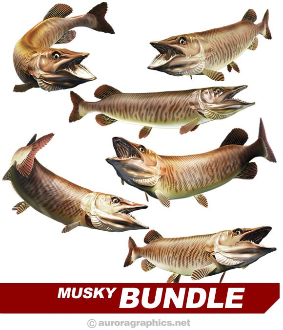 Tiger Musky