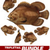 Tripletail