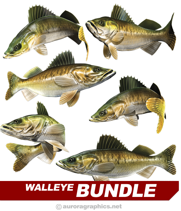 Walleye