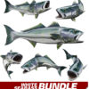 White Seabass
