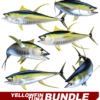 Yellowfin Tuna