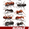 Ant Pack is a high-detail collection of eight ultra-realistic ant renders, featuring four black ants and four red ants, each captured from different angles for ultimate versatility. These images showcase the intricate anatomy of ants, from their segmented bodies and delicate legs to their powerful mandibles, making them perfect for eye-catching designs with a unique, nature-inspired or edgy aesthetic. Insects, Bugs, Pest Control, Exterminators. CutContour Graphics Cut Contour Design Cut File Print/Cut Print Cut.