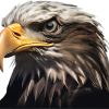 Bald Eagle - The General