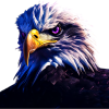 Bald Eagle - The Magician