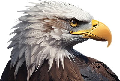 Bald Eagle - The Watcher